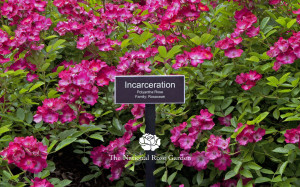 Incarceration